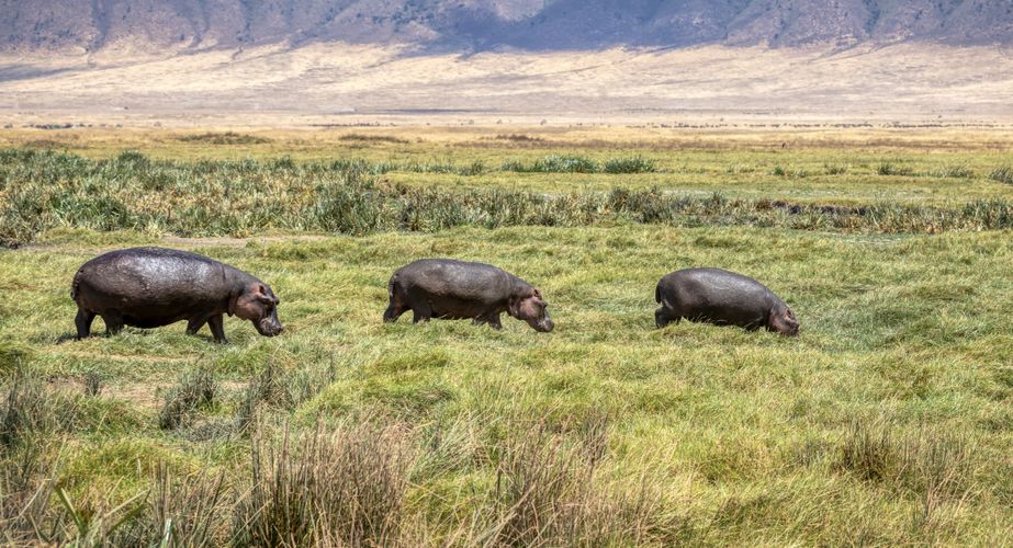 Nijlpaarden Ngorongoro crater